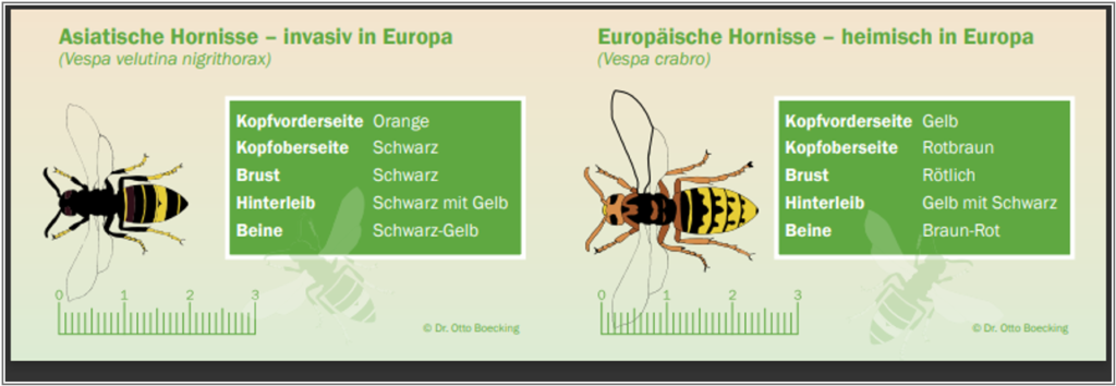 Vergleich Asiatische / Europäische Hornisse ((c) Dr. Otto Böcking, Bieneninstitut Celle) 