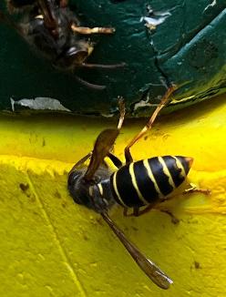 Mittlere Wespe (Dolciovespula media)