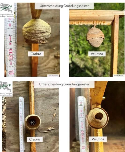 Gründungsnester der Asiatischen und Europäischen Hornisse im Vergleich